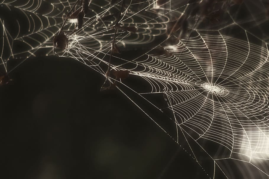 grayscale photo of spider webs, cobweb, insect, creepy, black and white HD wallpaper
