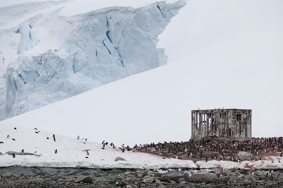 temple near snow mountain, group of penguins near gray structure HD wallpaper