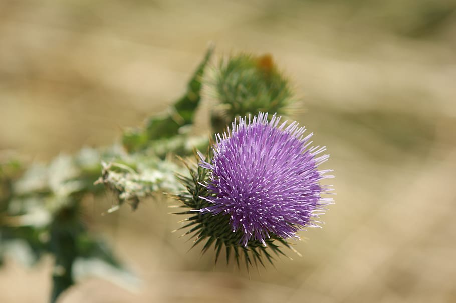 thistle, blossom, bloom, globe thistle, flower, plant, purple HD wallpaper
