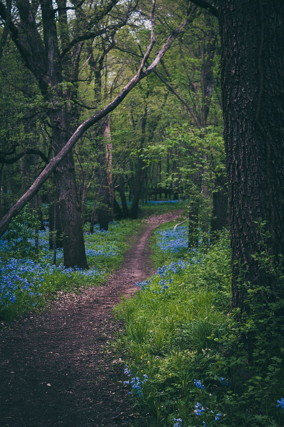 pathway between trees in forest, woods, floral, flowers, nature HD wallpaper