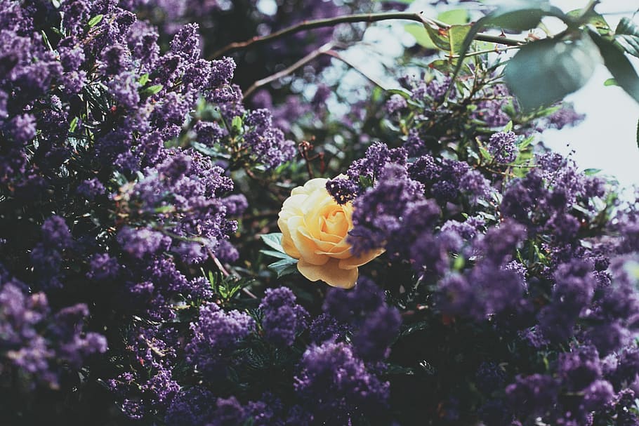 yellow petaled flower near purple petaled flowers, macro shot of purple and yellow flowers HD wallpaper