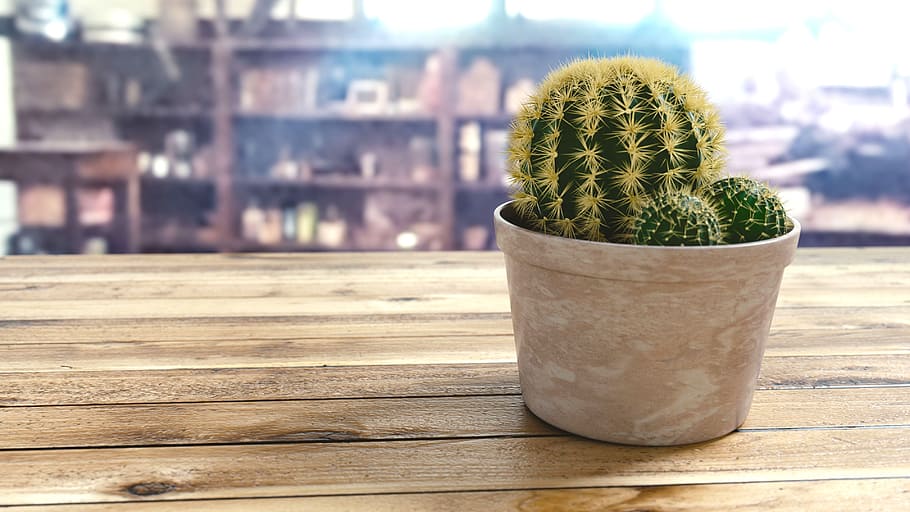 Plants, Thorn, Tree, Garden, green, desert, focus on foreground HD wallpaper