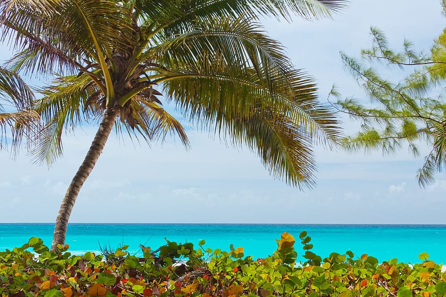palm tree near body of water, beach, beautiful, blue, coast HD wallpaper