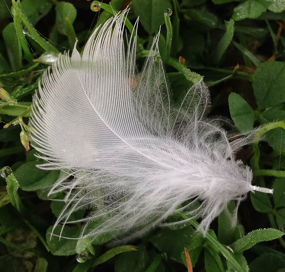 feather, bird, natural, expensive, geese, nature, fluffy, close-up HD wallpaper