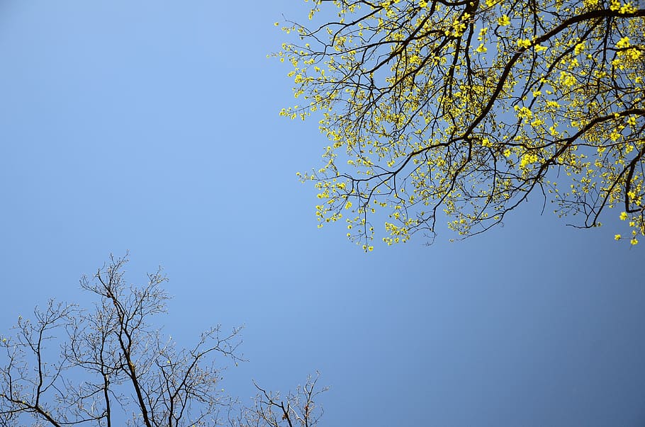 spring, tree, wallpaper, background, the background, sky, foliage HD wallpaper