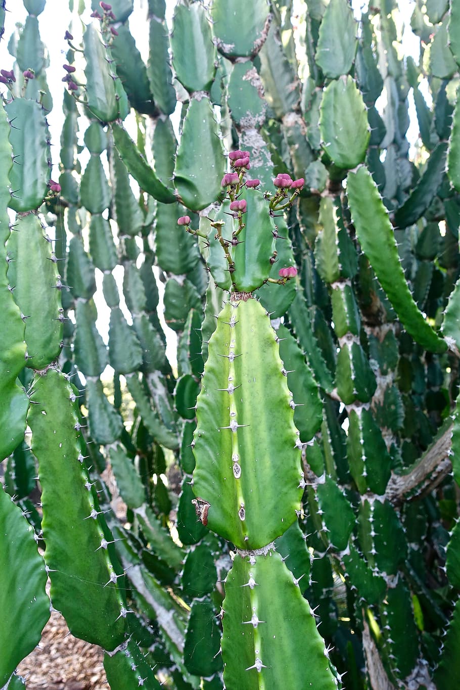 Cactus, Succulent, Spiny, Organic, botany, leaves, plant, natural HD wallpaper