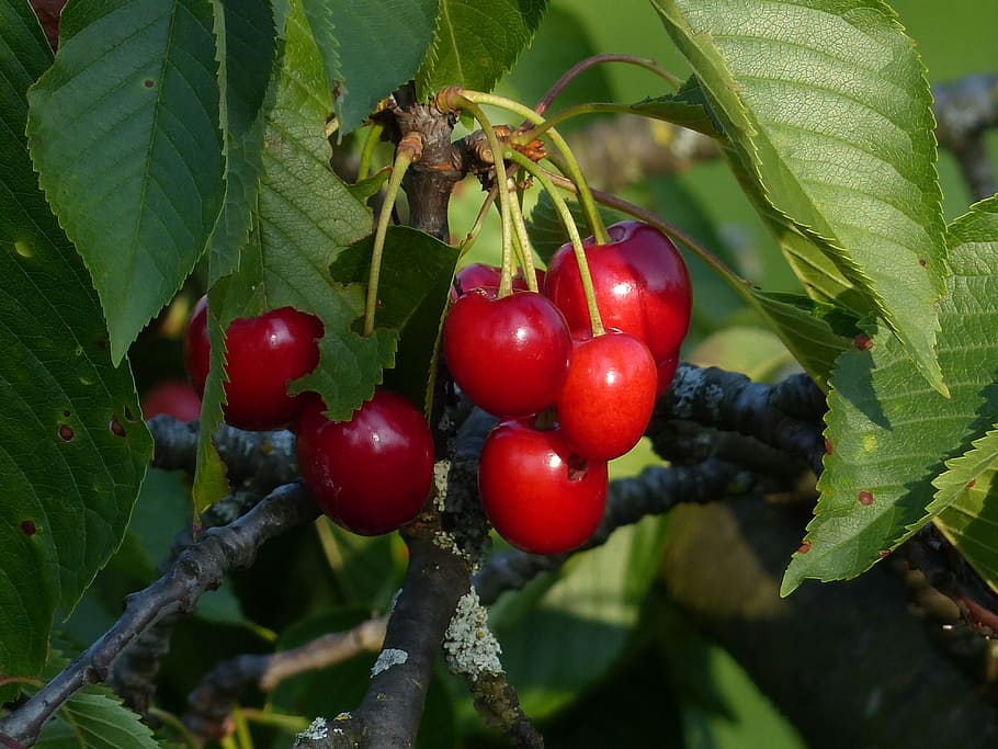 Sweet Cherry, Cherry, Red, Red, Fruit, healthy, leaves, branch HD wallpaper