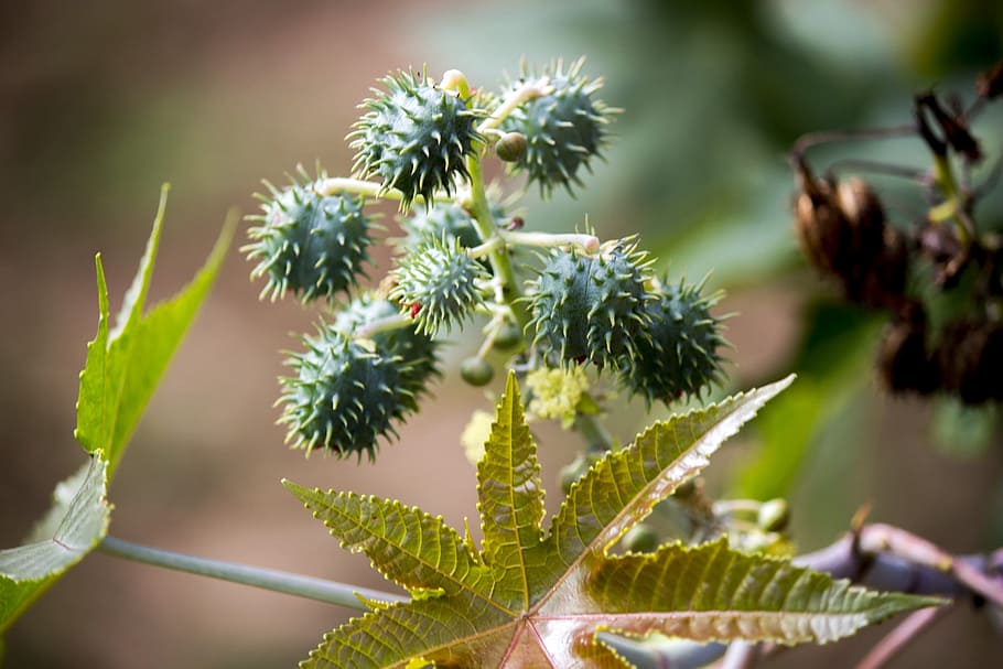 castor, seed, seeds, tree, nature, flying, ricinus communis HD wallpaper