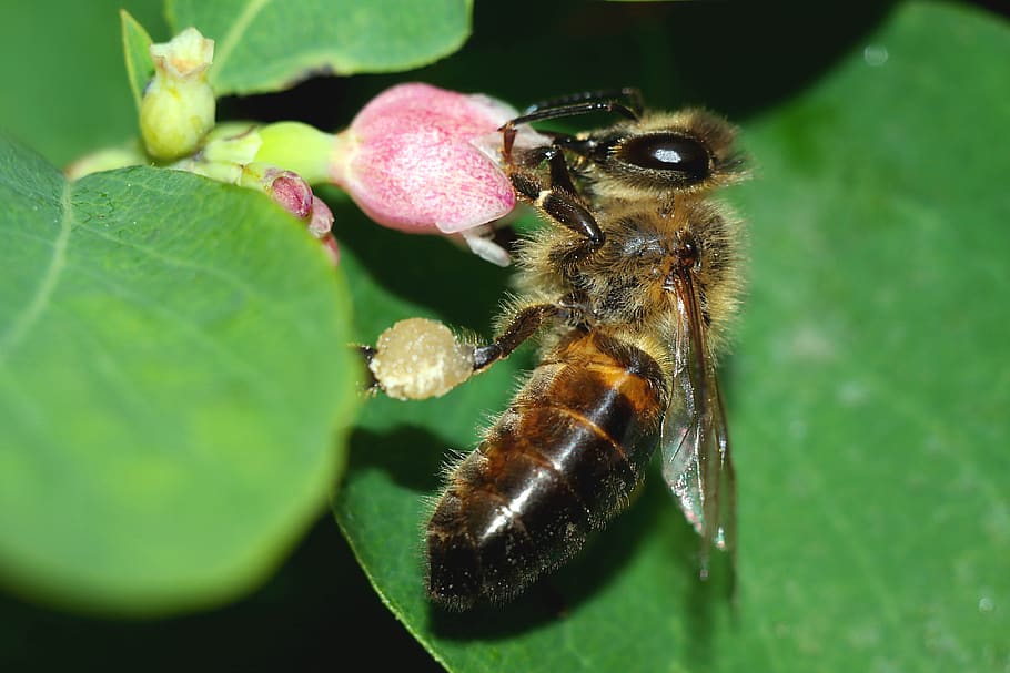 bee, insect, pollination, closeup, nature, macro, animal themes HD wallpaper