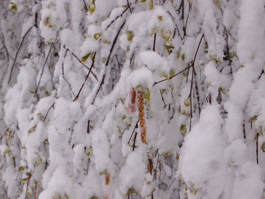 tree, birch, element, snow, weather, spring, earrings, birch earrings HD wallpaper