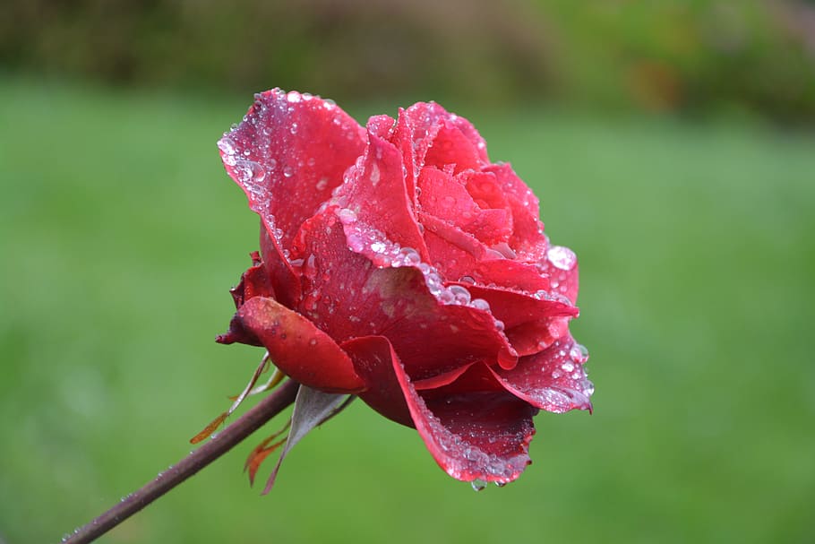 chillzee wet-rose-for-you.jpg