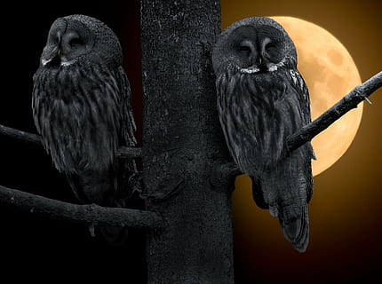 two black owls on tree, bird, bart owl, moon, wisdom, feather HD wallpaper