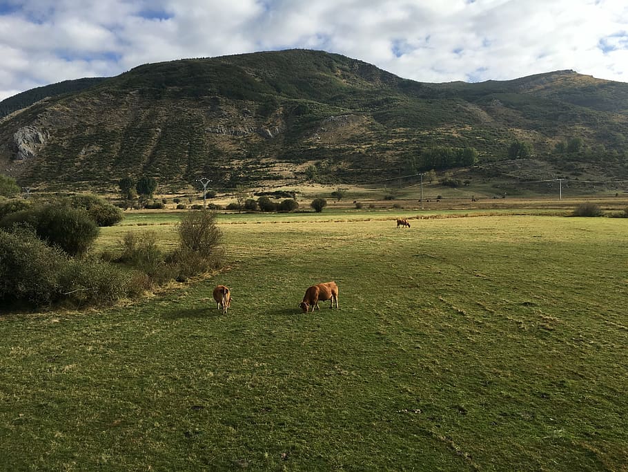 mount, mountain, cows, nature, landscape, mountaineering, panoramic HD wallpaper