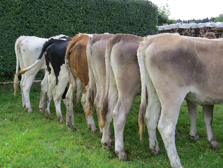 cow, cows, cattle, animals, nature, agriculture, beef, almabtrieb HD wallpaper