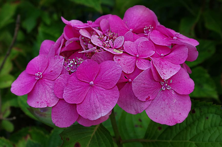 hydrangeas, leaves, blossom, bloom, blue, ornamental shrub HD wallpaper