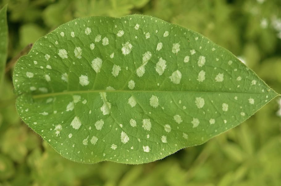 leaf, garden, natural, macro, nature, blossom, green, petal HD wallpaper