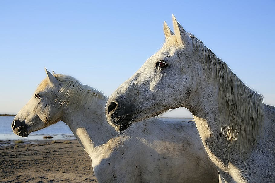photography of two white horses, equine, mane, horsehair, horse head