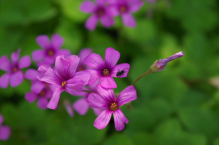 leaf, clover, spider, green, wallpaper, flower, beautiful, scenery HD wallpaper