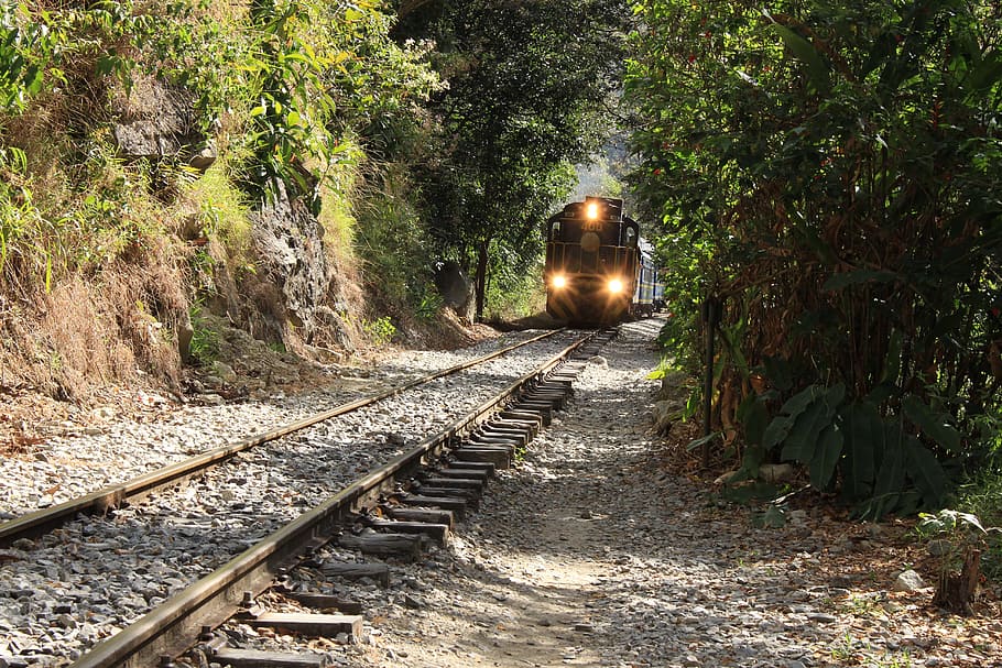 train with turned-on lights between trees, jungle, seemed, green HD wallpaper