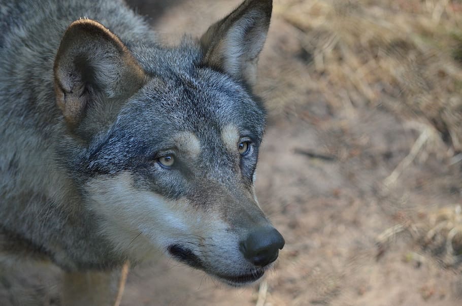 closeup photo of adult wolfdog, wolf head, wild animal, predator HD wallpaper