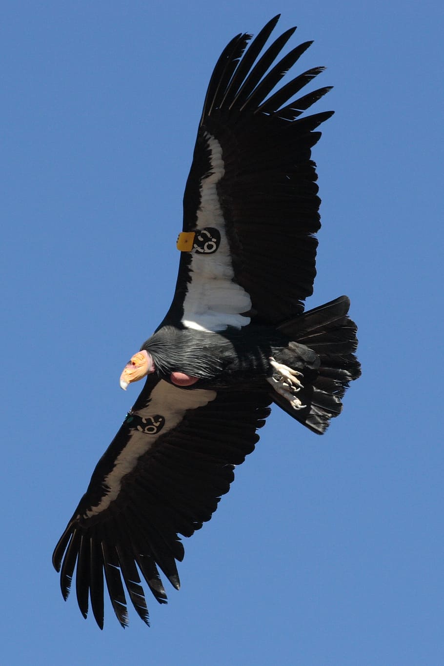 black vulture, california condor, flying, flight, tagged, utah, HD wallpaper