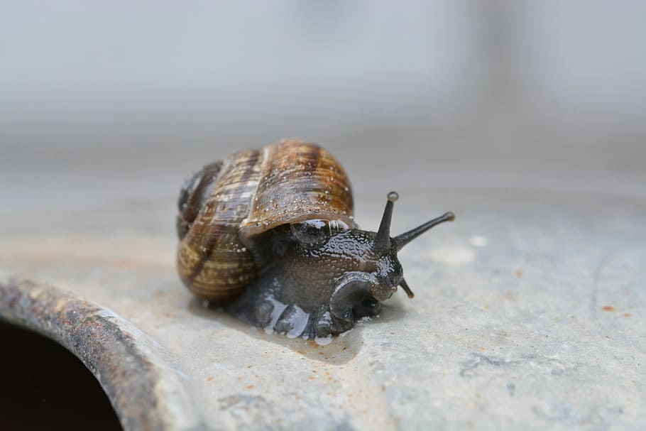 Snail, Shell, Macro, Close, Mollusk, one animal, animal themes HD wallpaper