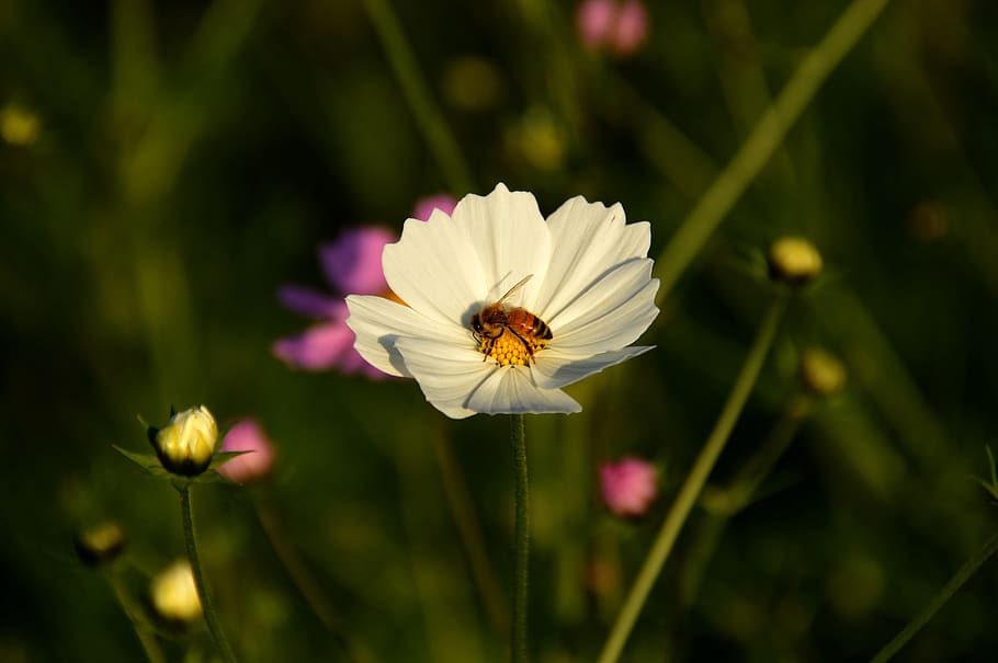 bee, cosmos, white, flowers, honey, flowering plant, beauty in nature HD wallpaper