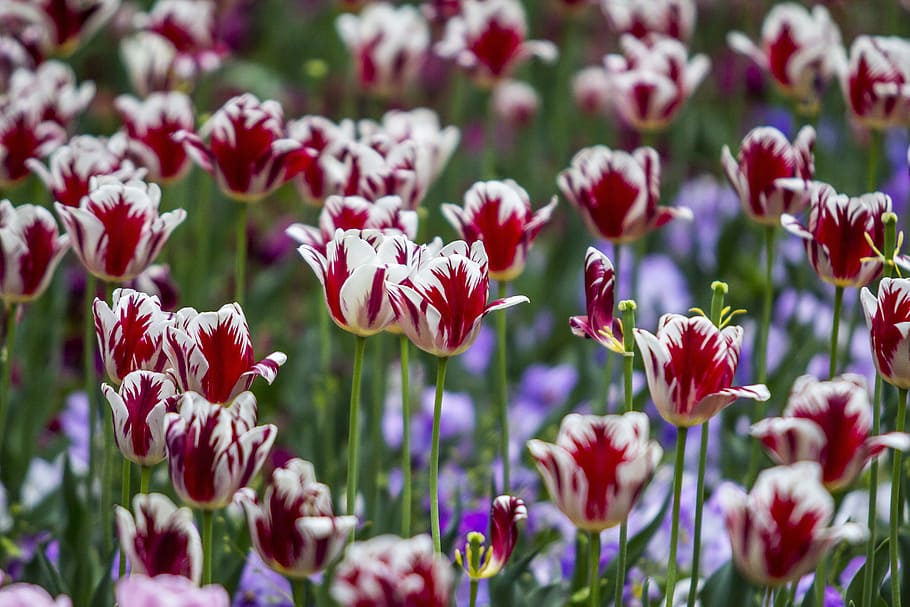 selective focus photography of white-and-red tulip flowers HD wallpaper
