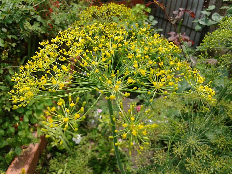flower, yellow, spring, nature, plant, yellow flower, flowering HD wallpaper