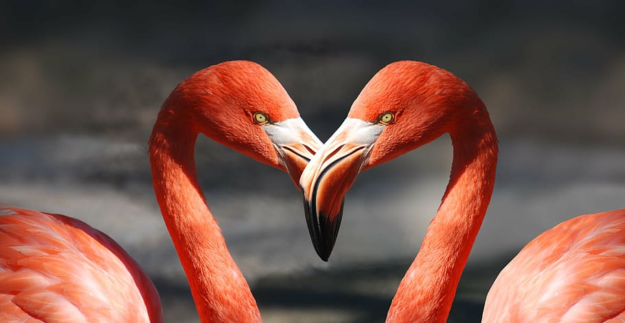 two red swans photography, flamingo, valentine, heart, valentine's day, HD wallpaper