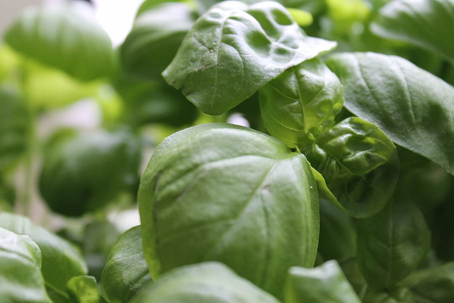 basil, kitchen, herbs, eat, spice, mediterranean, delicious HD wallpaper