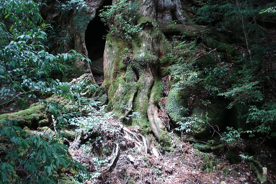 trunk, root, wood, plant, tree, forest, growth, tranquility HD wallpaper