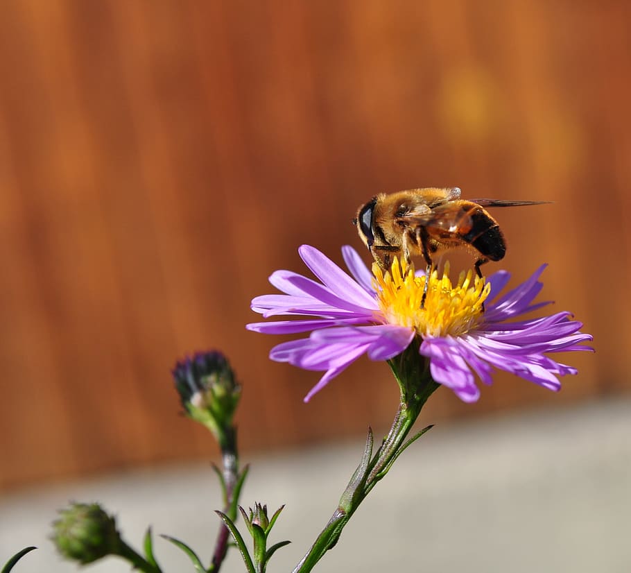 selective focus photography of yellow honey bee pollinating purple flower in bloom HD wallpaper