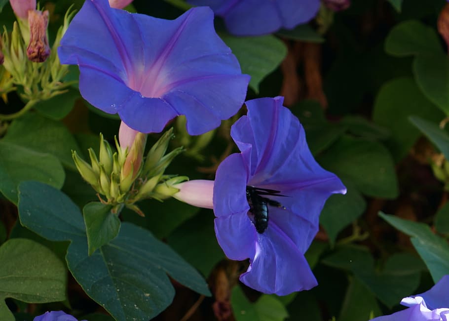 flower, bee, insect, flowers, colors, summer, violet, purple HD wallpaper