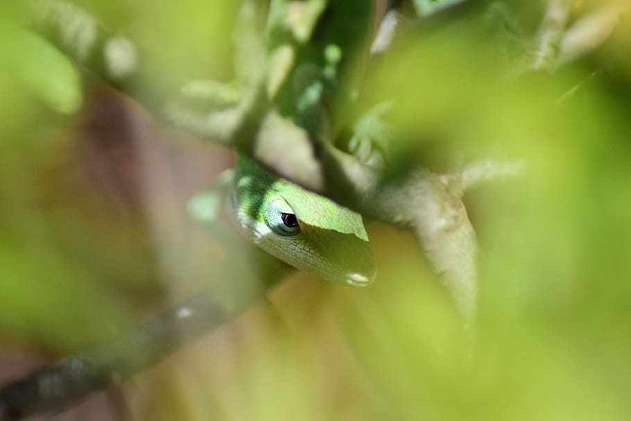 Lizard, Reptile, Camouflage, Hide, animal, nature, green, wild HD wallpaper
