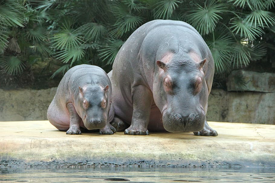 two hippopotamus, Zoo, Animals, Hippos, animal wildlife, animal themes HD wallpaper