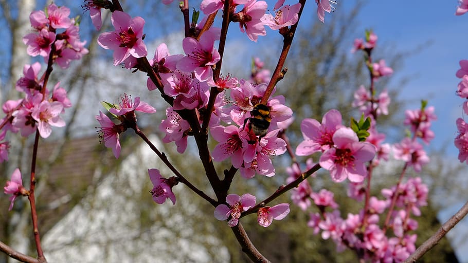 tree, nature, branch, flower, flowering plant, pink color, fragility HD wallpaper