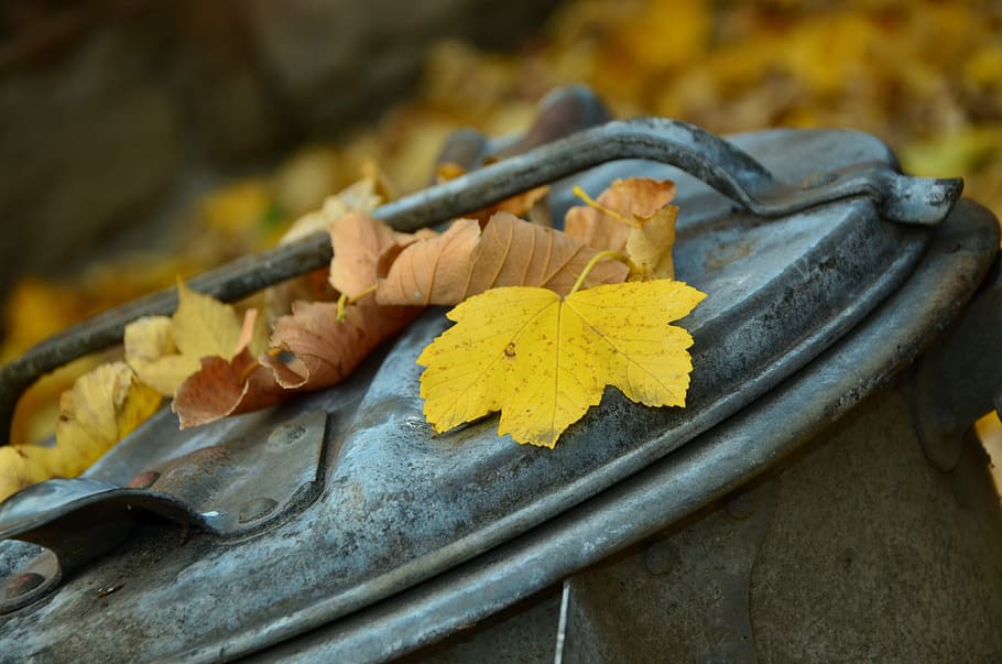maple leaves on trash bin outdoor, autumn, garbage can, leaf fall HD wallpaper