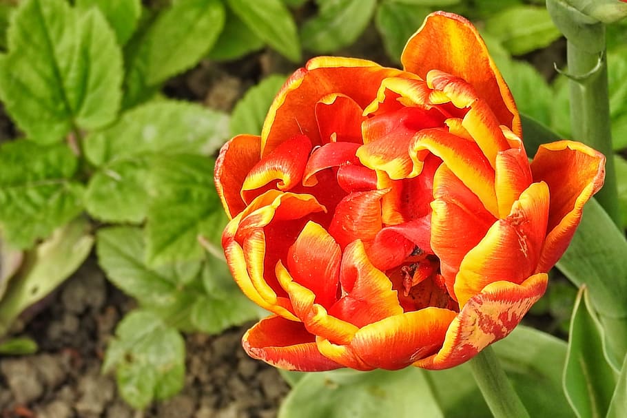 tulip, multi coloured, spring, garden, blossom, bloom, flowering plant HD wallpaper