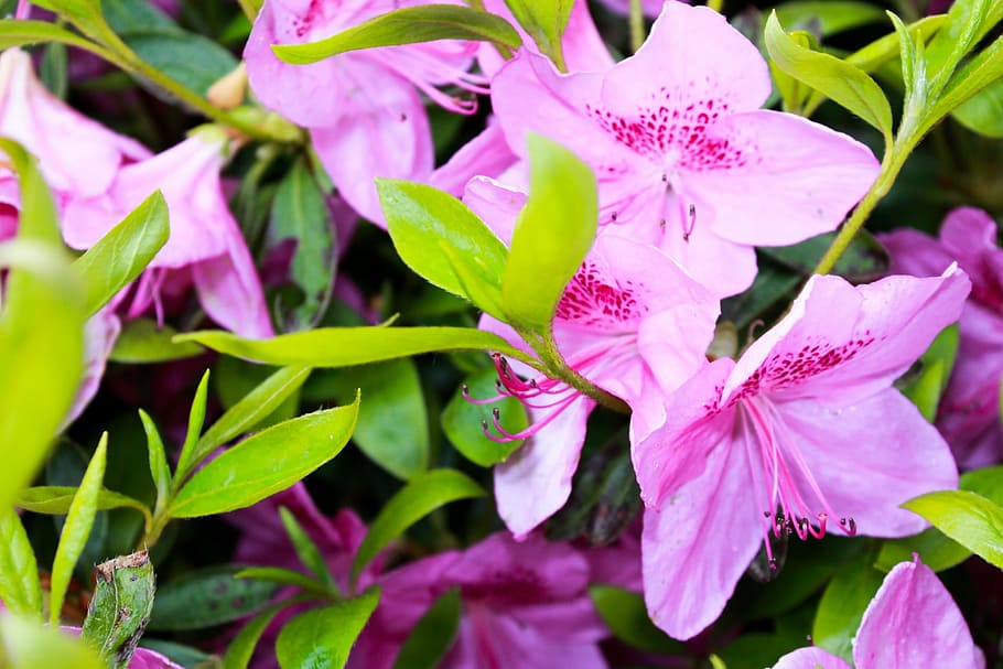 pink, green, flower, spring, nature, white, plant, natural HD wallpaper