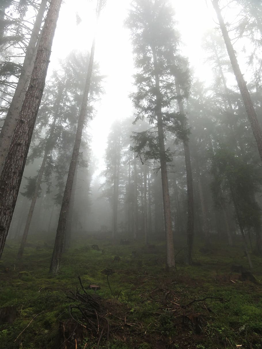 trees, nature, mood, colourless, fog, plant, land, forest, tree trunk HD wallpaper