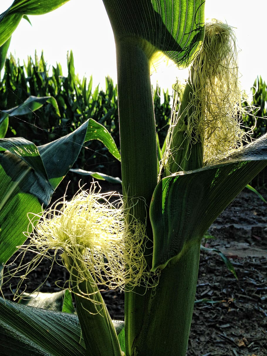 corn, corn cob, maize cob, food, corn silk, stalk, field, plant