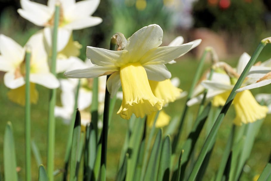 narcissus, flowers, narcissus pseudonarcissus, yellow flower, HD wallpaper
