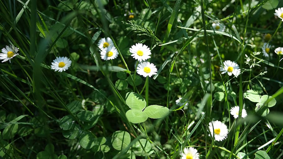 grass, green, spring, nature, background, flower, flowers, garden HD wallpaper