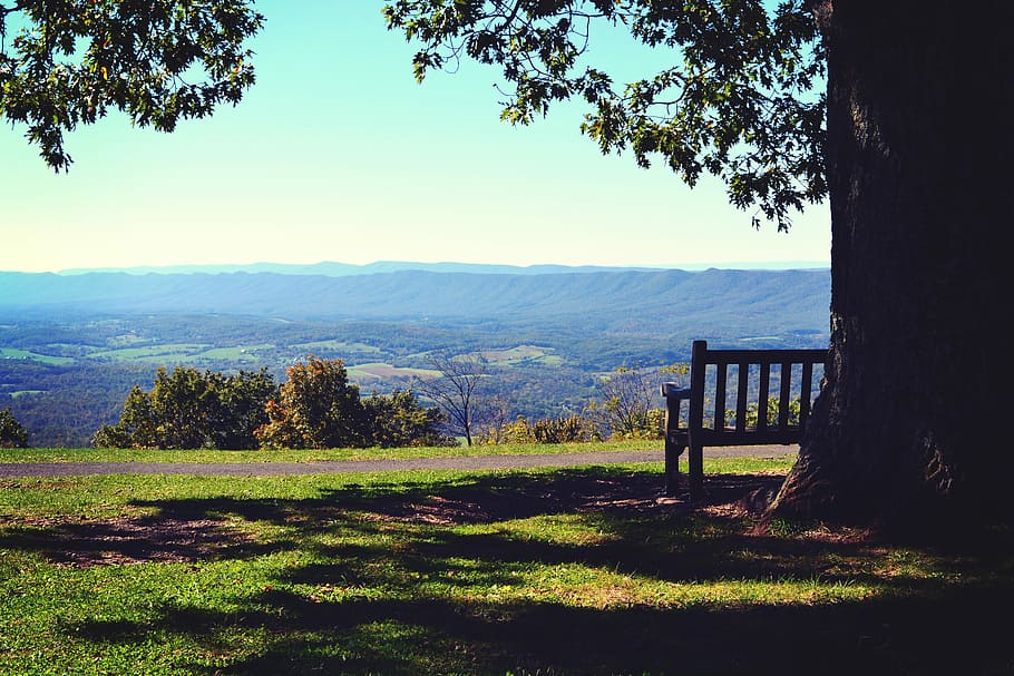 Bench Under Tree, inspirationfeed, nature, landscape, outdoors HD wallpaper