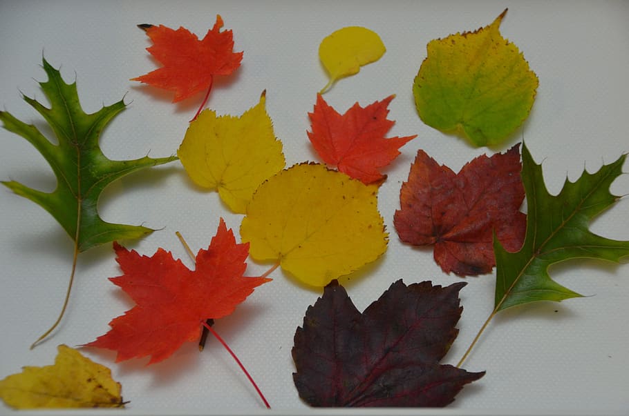 Screen, Background, Leaves, Fall, Plant, screen background HD wallpaper