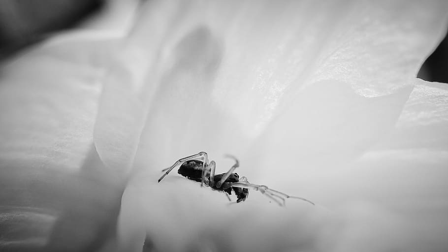 spider, macro, flower, insect, invertebrate, animal wildlife HD wallpaper