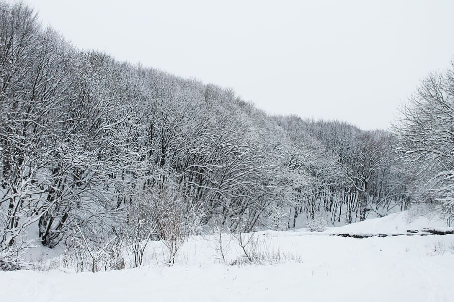 forest, winter, winter forest, snow, cold temperature, frozen HD wallpaper