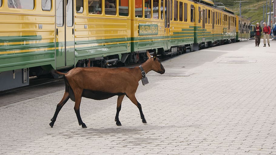 goat, rack railway, jungfrau railway, platform, train, railway station, HD wallpaper