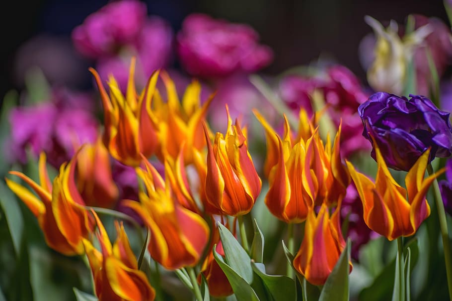 tulip, handsomely, flowers, spring, bright, closeup, bloom HD wallpaper